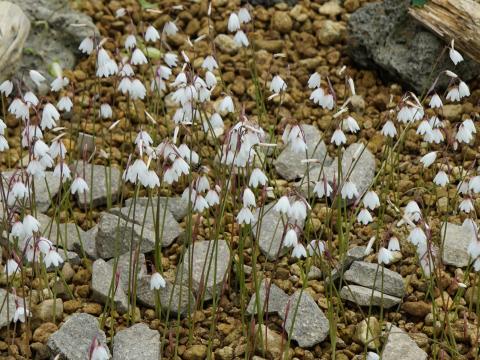 アキザキスノーフレーク