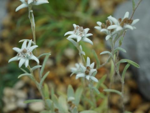 エーデルワイス