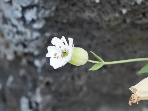 ハマベマンテマ