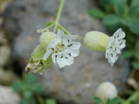 ハマベマンテマ
