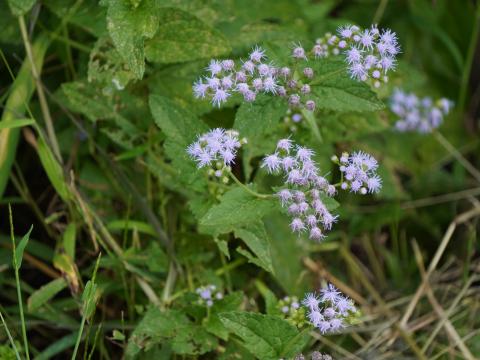 アオバナフジバカマ