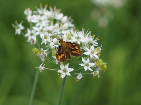 キマダラセセリ