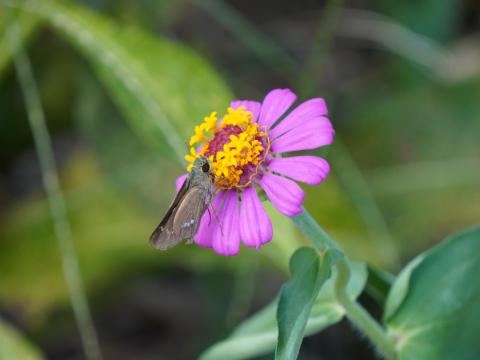 ヒャクニチソウにイチモンジセセリ