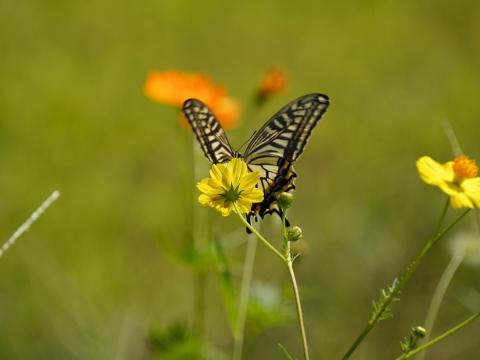キバナコスモスにナミアゲハ