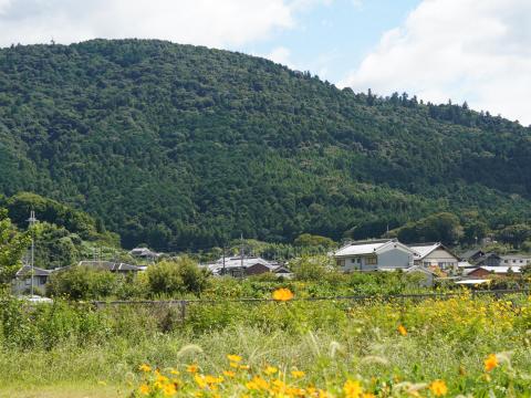 キバナコスモスに三輪山