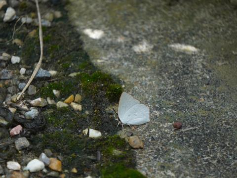 ウラギンシジミ