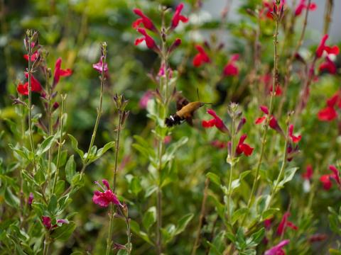 チャリーセージにオオスカシバ