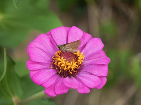 ヒャクニチソウにチャバネセセリ