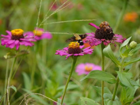 ヒャクニチソウにオオスカシバ