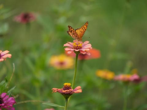 ヒャクニチソウにツマグロヒョウモン