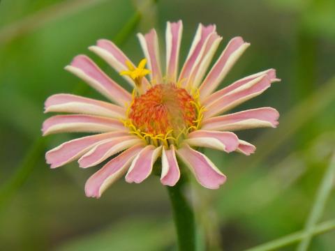 ヒャクニチソウ