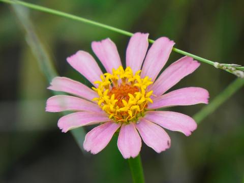 ヒャクニチソウ