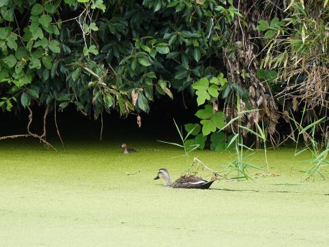 カルガモとカイツブリ