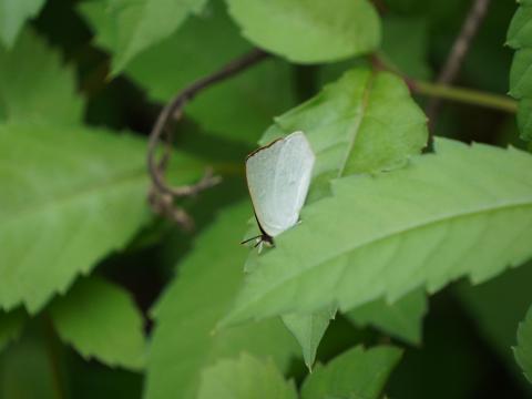 ウラギンシジミ