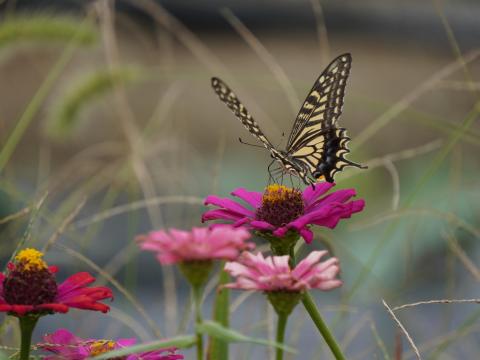 ヒャクニチソウにナミアゲハ