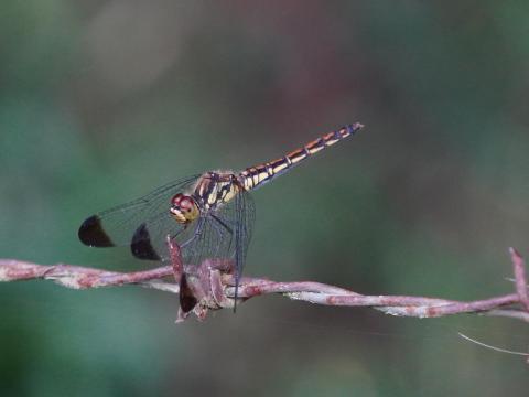 コノシメトンボ