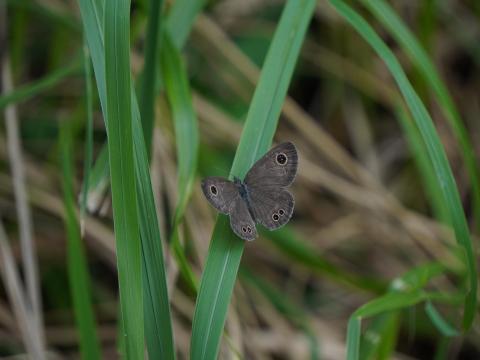 ヒメウラナミジャノメ