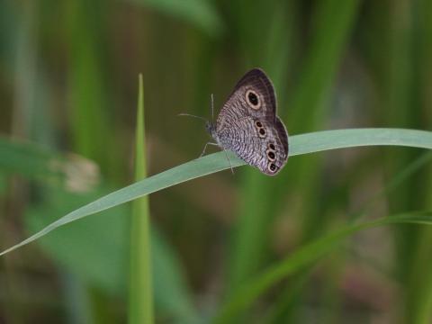 ヒメウラナミジャノメ