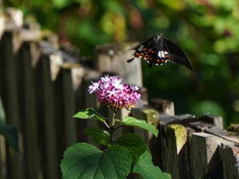 ボタンクサギにモンキアゲハ