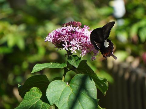 ボタンクサギにモンキアゲハ