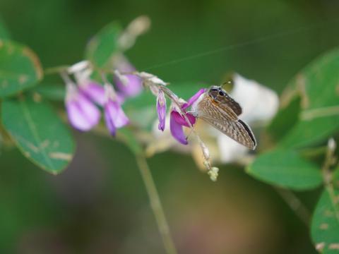 ハギにウラナミシジミ