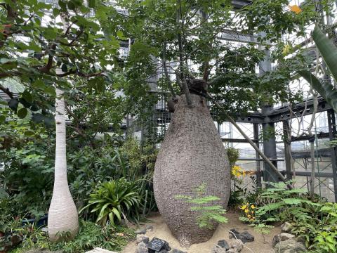 トックリキワタ