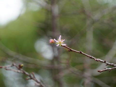 ジュウガツザクラ