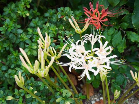 シロバナマンジュシャゲ