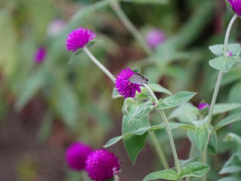 センニチコウにヤマトシジミ