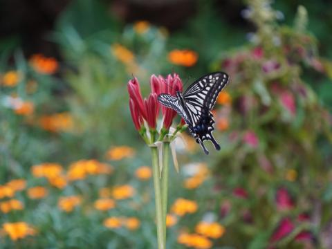 ヒガンバナのつぼみにナミアゲハ