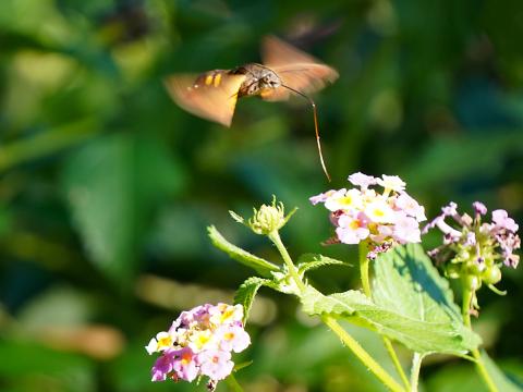 ホシホウジャク