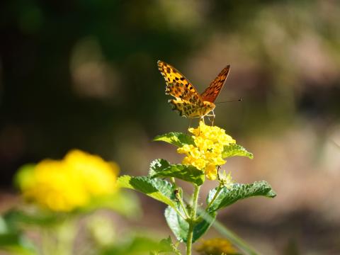 ツマグロヒョウモン