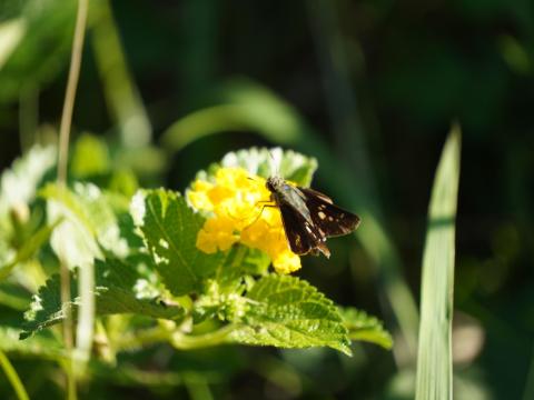 チャバネセセリ