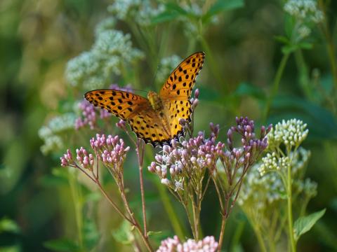 フジバカマにツマグロヒョウモン