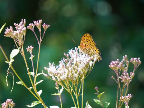 フジバカマにツマグロヒョウモン