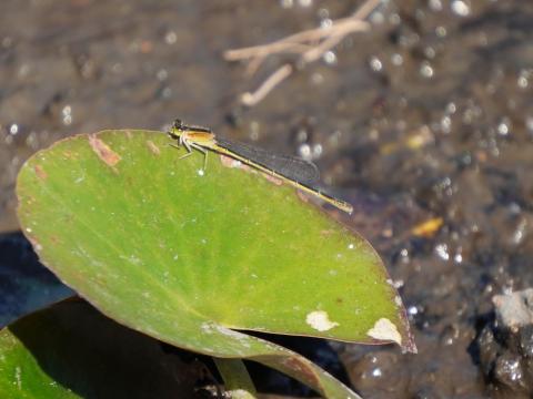 アオモンイトトンボ