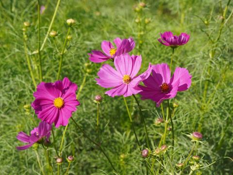コスモス
