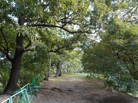 津堂城山古墳の後円墳丘