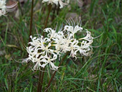 シロバナマンジュシャゲ