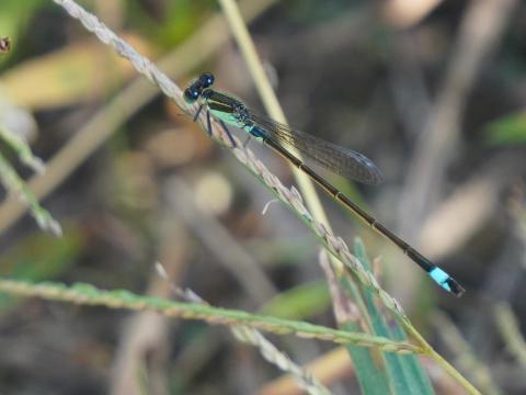 アオモンイトトンボ