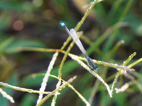 アオモンイトトンボ