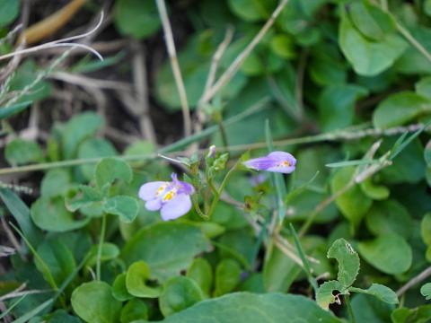 ムラサキサギゴケ