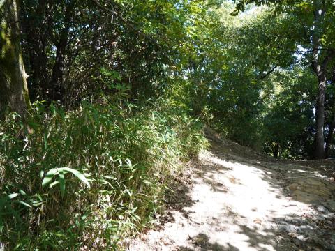 後円部の森の中