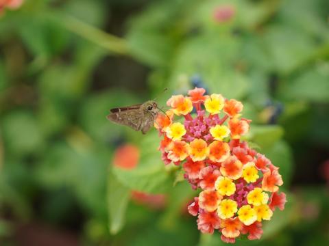 チャバネセセリ