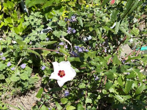 ヤノネボンテンカ