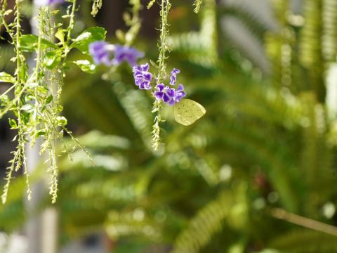 デュランタにキチョウ