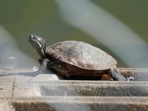 ミシシッピアカミミガメ
