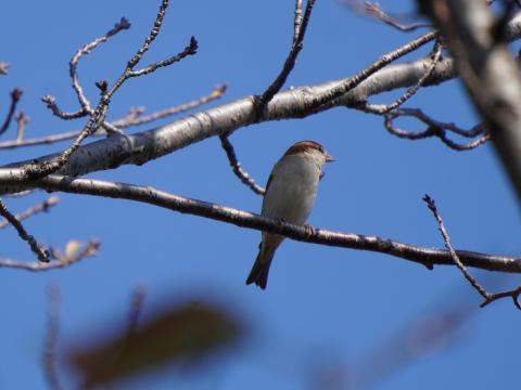 ニュウナイスズメ