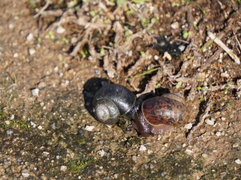 カタツムリ