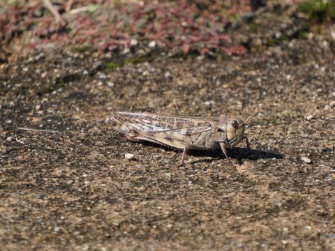 トノサマバッタ
